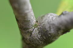 Scoliciosporum chlorococcum