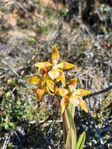 Oncidium epidendroides, photograph 4