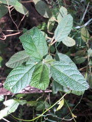 Acalypha nemorum