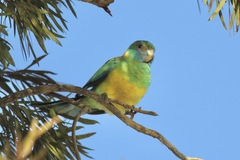 Barnardius zonarius macgillivrayi