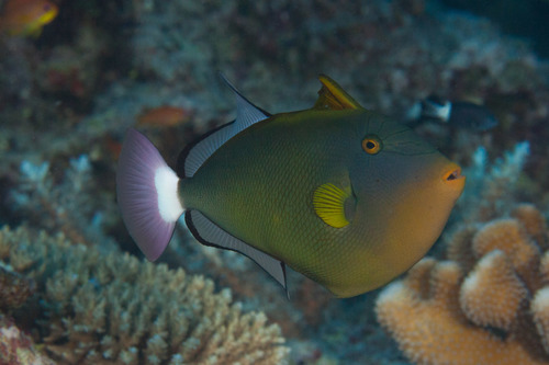 Pinktail Triggerfish