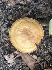 Fungi