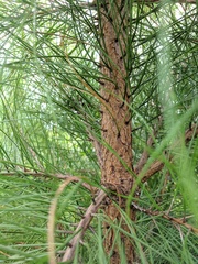 Pinus serotina