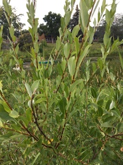 Salix