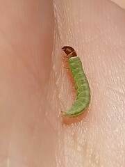 Dichomeris acuminatus