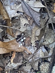 Fungi