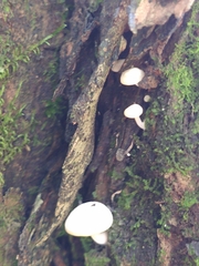 Fungi