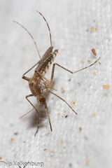 Aedes caspius