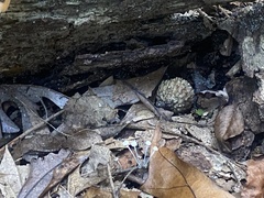 Fungi