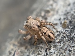 Habronattus texanus