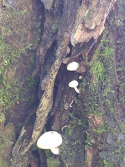 Fungi