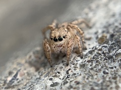 Habronattus texanus