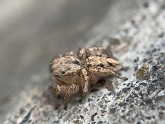 Habronattus texanus