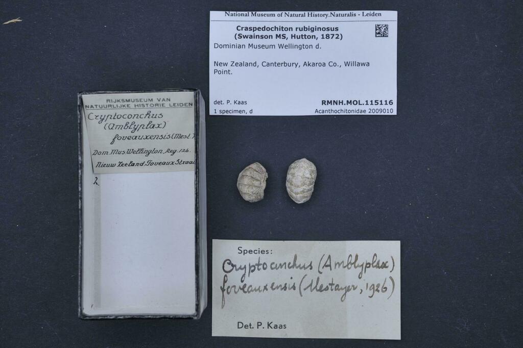 Notoplax rubiginosa