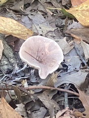 Fungi