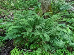 Deparia acrostichoides