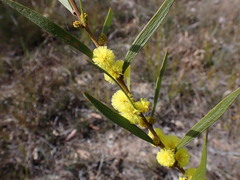 Acacia lanigera
