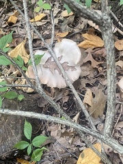 Fungi