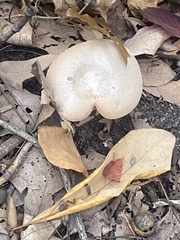 Fungi