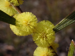 Acacia lanigera