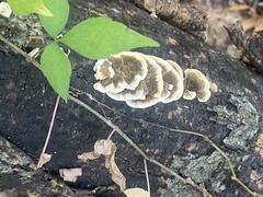 Fungi