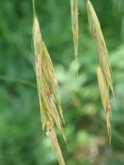 Bromus benekenii