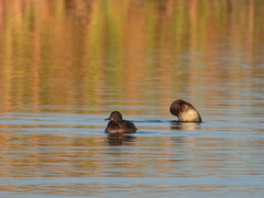 Heteronetta atricapilla