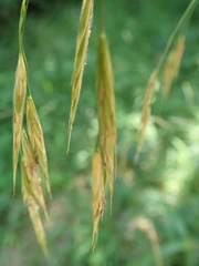 Bromus benekenii