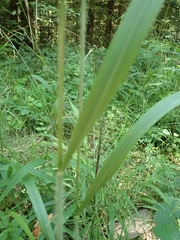 Bromus benekenii