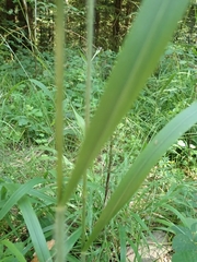 Bromus benekenii