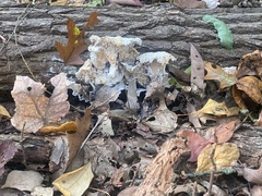 Fungi