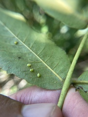 Caryomyia eumaris