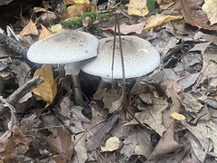 Fungi