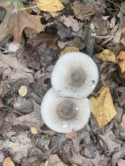 Fungi