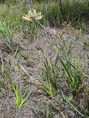 Lachnanthes caroliniana image