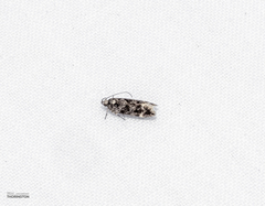 Chionodes formosella