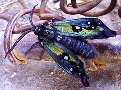 Chrysocale regalis