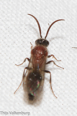 Physetopoda ligustica