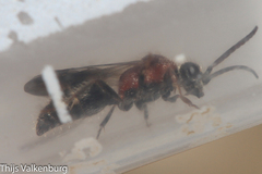 Physetopoda ligustica