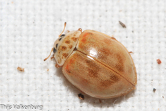Adalia decempunctata