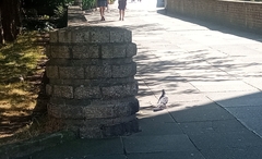 Columba livia domestica