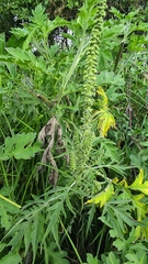 Ambrosia arborescens