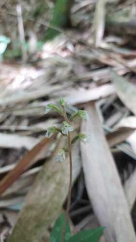 Zeuxine gracilis iNat (2)