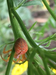 Araneus iviei