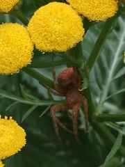 Araneus iviei