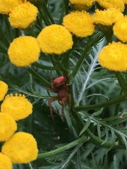 Araneus iviei