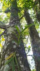 Mycaranthes oblitterata