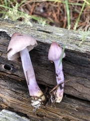 Inocybe lilacina