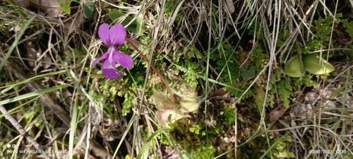 Pinguicula moranensis