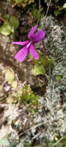Pinguicula moranensis